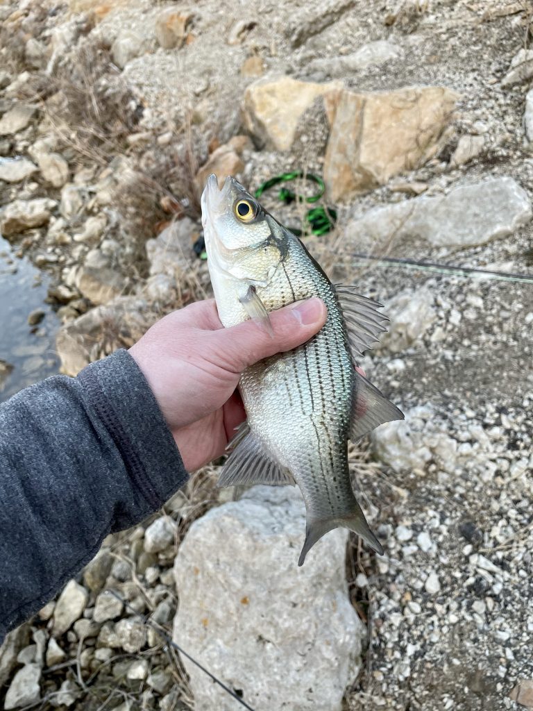 Hybrid White Bass