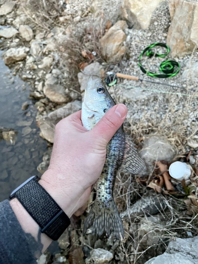 Little Crappie